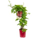 Cytryniec, wys.60-80 cm, don.2 l