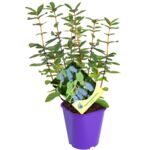 Jagoda kamczacka, wys. 60 cm, don. 2 l