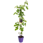 Jeżyna, wys. 60-80 cm, don. 2 l