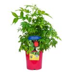 Malinotruskawka, wys. 30 cm, don. 2 l