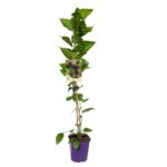 Morwa jadalna, wys.60-80 cm, don.2 l