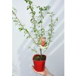Oliwnik, wys.60-80 cm, don.2 l