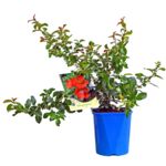 Pigwowiec, wys. 60 cm, don. 2 l