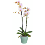 Storczyk Grandiflora Premium