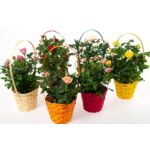 Róże w koszyku don.12 cm