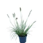 Rozplenica japońska mix 25-55 cm doniczka 2 l