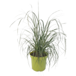 Trawa pampasowa mix don 2 l wys. 40-60 cm