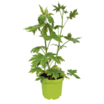 Byliny mix odmian i kolorów C1 15-20 cm