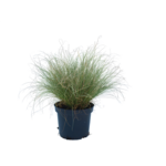Turzyca wys. 25-40 cm doniczka 2 l mix