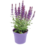 Byliny mix odmian i kolorów 20-40 cm don. 2 l