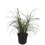 Miskant wys. 30-90 cm doniczka 2 l mix