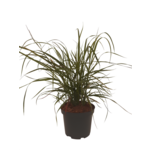 Proso rózgowate 40-60 cm doniczka 2 l mix