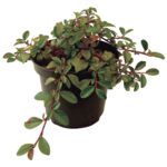 Irga mix wys. 15-25 cm don. 2 l