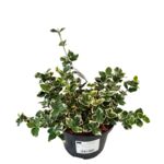 Trzmielina mix wys. 15-20 cm don. 2 l