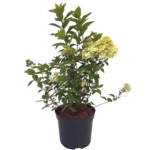 Hortensja bukietowa mix B C2 wys. 30 - 40 cm