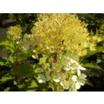 Hortensja bukietowa C2 wys. 30 - 40 cm