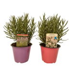 Lawenda 25 cm doniczka 17 cm mix