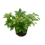 Pachysandra 15 - 20 cm doniczka 2 l