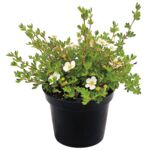 Potentilla Mix C2