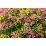 Tawuła japońska mix wys. 20-40 cm C2