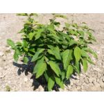 Viburnum mix 20 - 30 cm doniczka 2 l