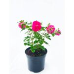 Róża parkowa mix wys. 60-80 cm don. C5