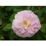 Róża kanadyjska parkowa mix wys. 60-80 cm don. C5