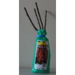 Porzeczka czerwona w balocie 35 cm