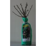 Agrest w balocie 35 cm