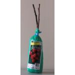 Malina w balocie 35 cm