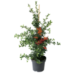 Ognik wys. 60-70 cm don. 3 l