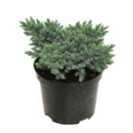 Jałowiec blue star wys. 10-15 cm don. 2 l