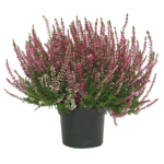 Wrzos pączkowy fioletowy doniczka 12 cm