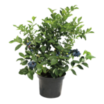 Borówka amerykańska wys. 40-50 cm  don. 2 l