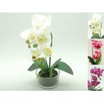 Storczyk w doniczce gumowany 33 cm mix