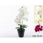 Storczyk w doniczce 42 cm