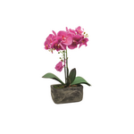 Storczyk gumowany w doniczce