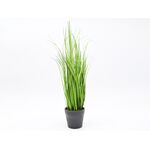 Trawa w doniczce 40 cm