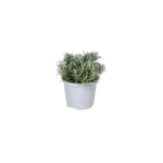 Rozmaryn wys. 25 cm don. 14 cm