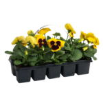 Bratek Viola Cornuta 10-pak wys. 10 cm