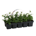 Bratek Viola F1 10-pak wys. 10 cm