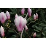 Magnolia w odmianach wys. 80-100 cm don. 3 l