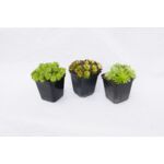 Rojnik mix don. 9 cm wys. 12-15 cm