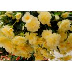 Begonia zwisająca Bellaconia wys. 25 cm don. 10 cm