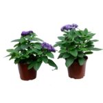 Heliotrop wys. 25 cm don. 10 cm