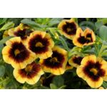 Calibrachoa Superbells® dwubarwny wys. 30 cm don. 10 cm