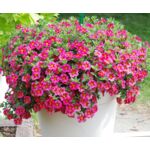 Calibrachoa Superbells®czerwony, pomarańczowy, różowy wys. 30 cm don. 10 cm