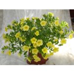 Calibrachoa Superbells® żółty wys. 30 cm don. 10 cm