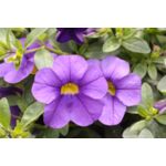 Calibrachoa Superbells® niebieski wys. 30 cm don. 10 cm