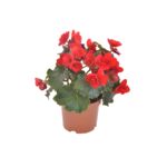 Begonia Solenia, wys. 35 cm, don. 12 cm